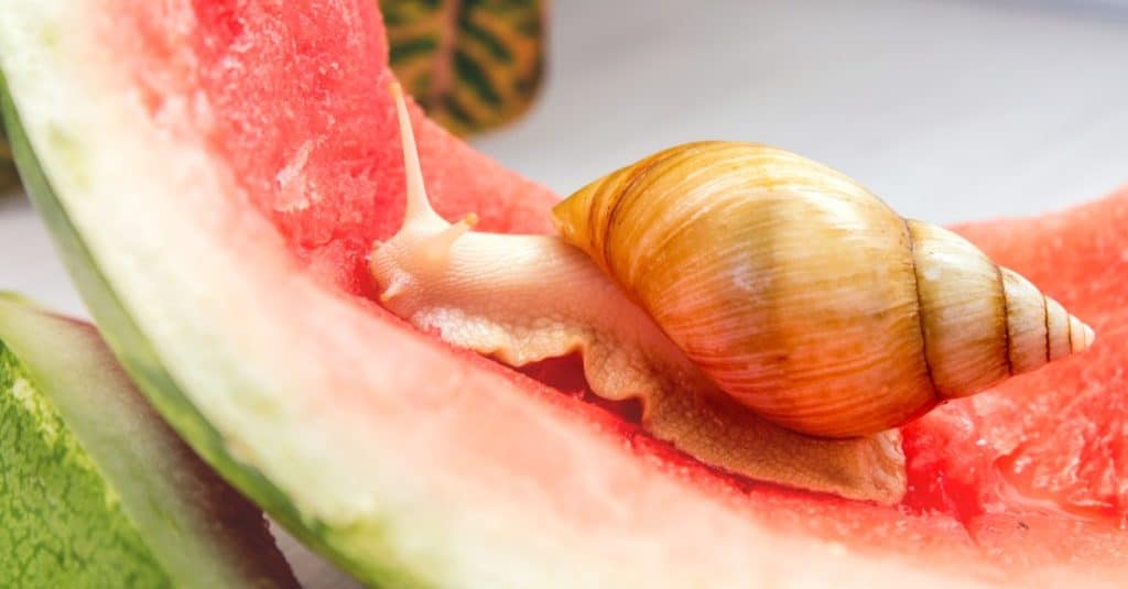Giant African Land Snail crawling on a red watermelon peel