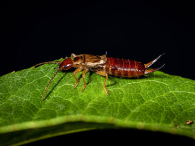 Earwig Picture