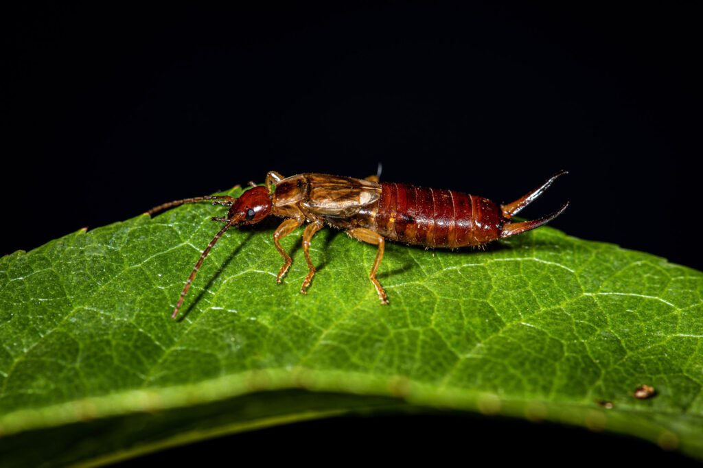 Beautiful Earwig Insect Close Up, sitting on a flower.