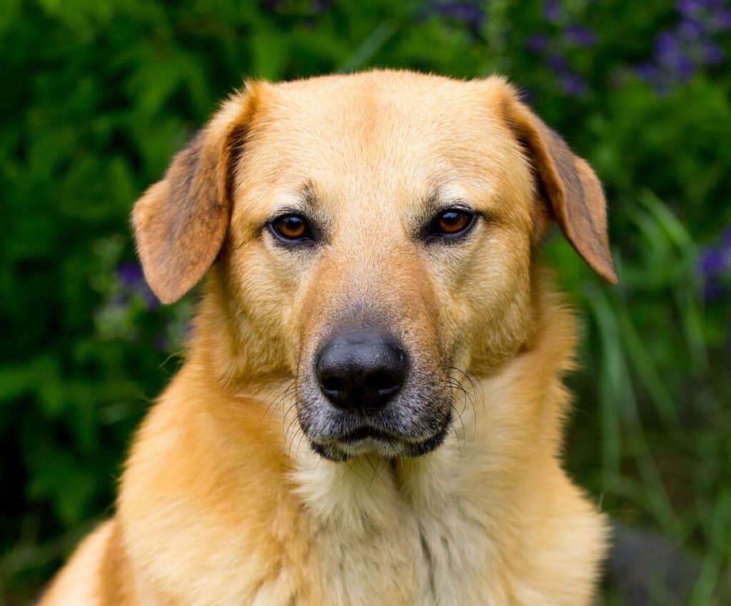 Minnow the Chinook dog