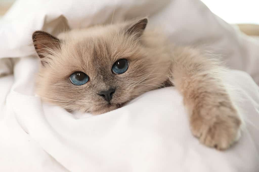 Beautiful Birman cat lying on a bed. ATTRIBUTION NOT FOUND