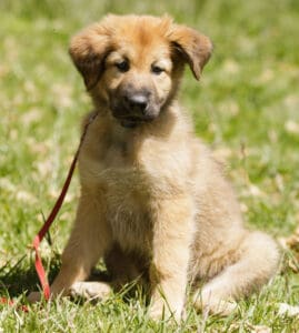 Chinook Dog Breed Complete Guide - AZ Animals