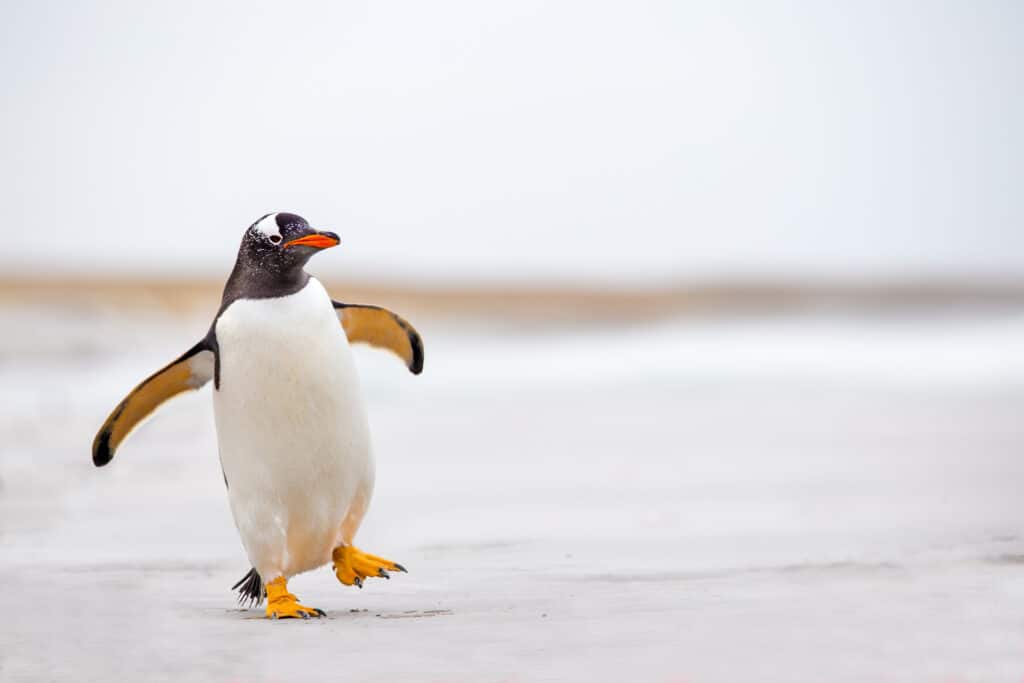 Penguin waddling