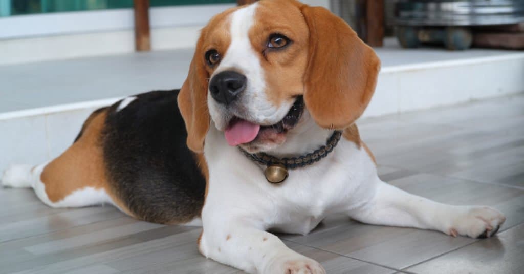 Beagle laying on the floor