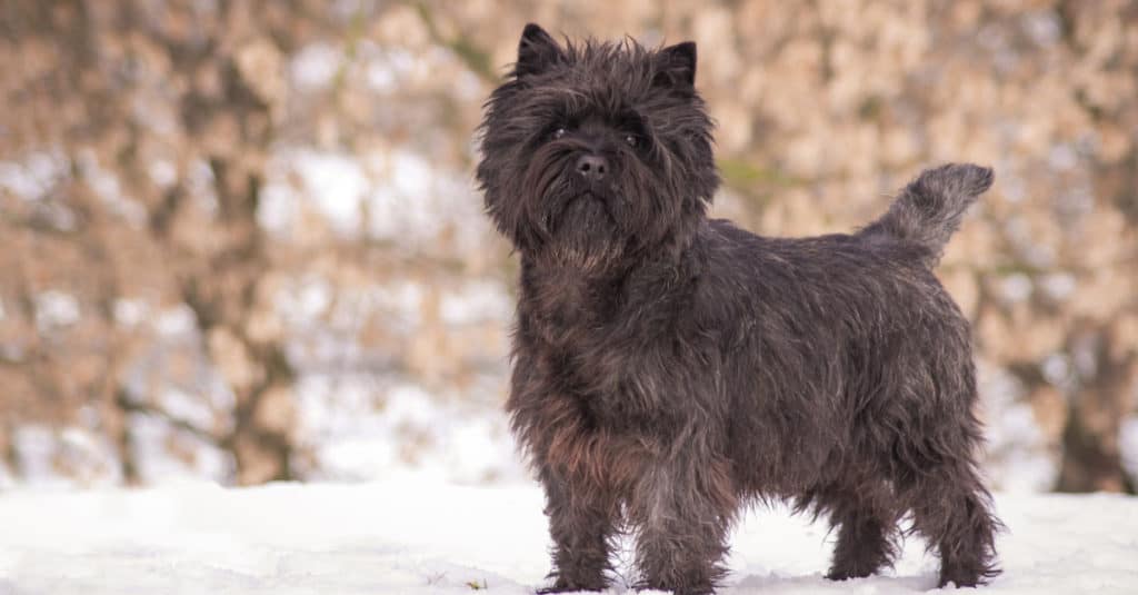Cairn Terrier standing in the snow