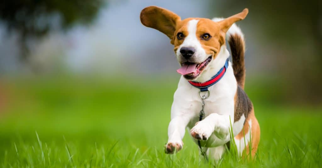 Beagle berlari dan bermain