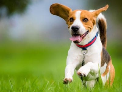 A 7 Best Dog Parks In Albuquerque