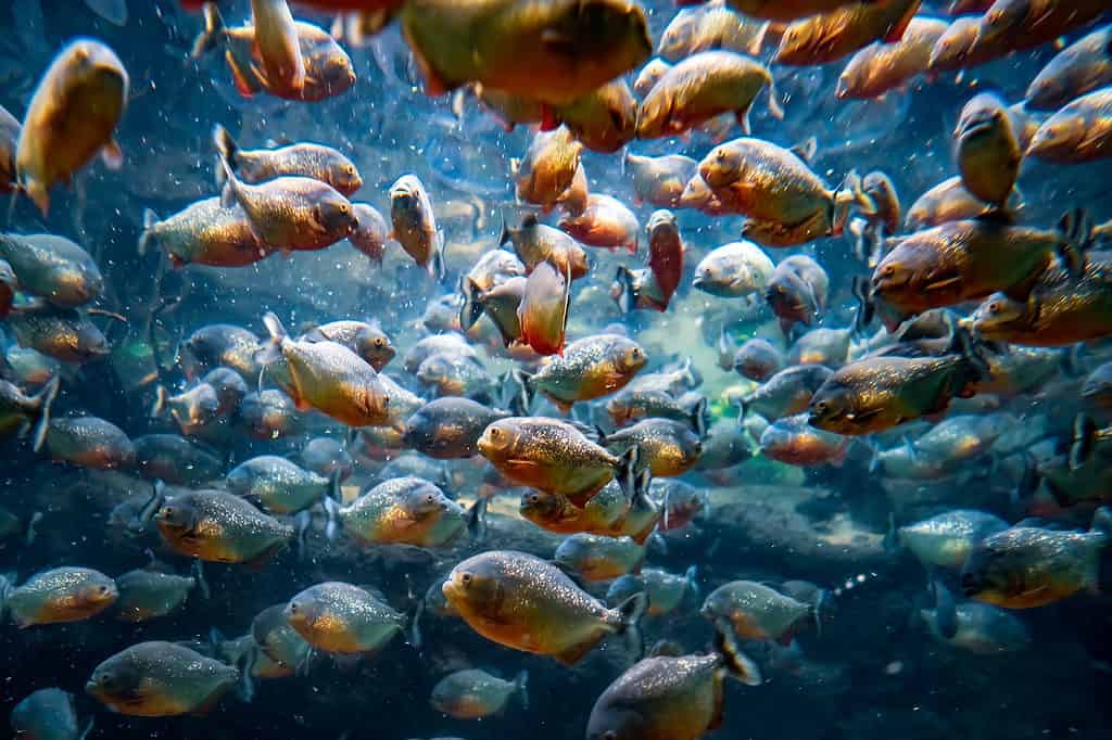 Piranha (Colossoma macropomum) in an aquarium on a green background