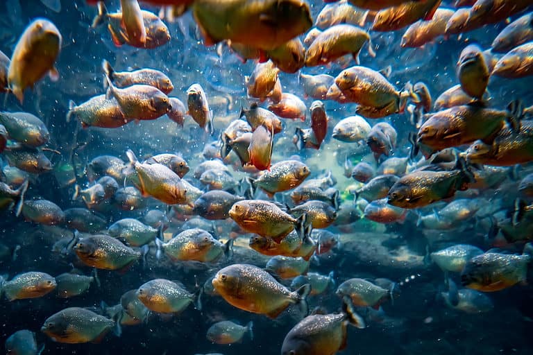 Tambaqui (Colossoma macropomum), a close relative of the piranha, in an aquarium on a green background.
