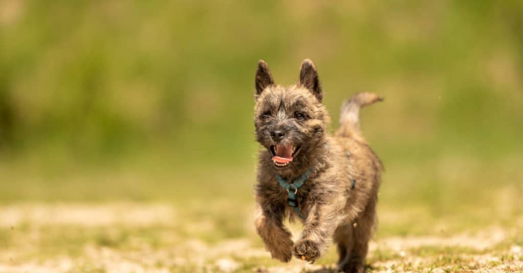 toto wizard of oz breed of dog