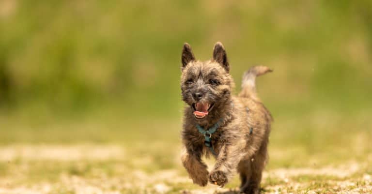 Cairn Terrier puppy running down the road