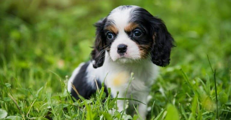 Cavalier King Charles Spaniel Puppy