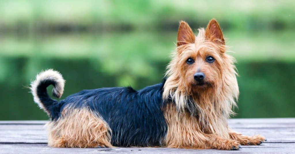 Australian Terrier laying down