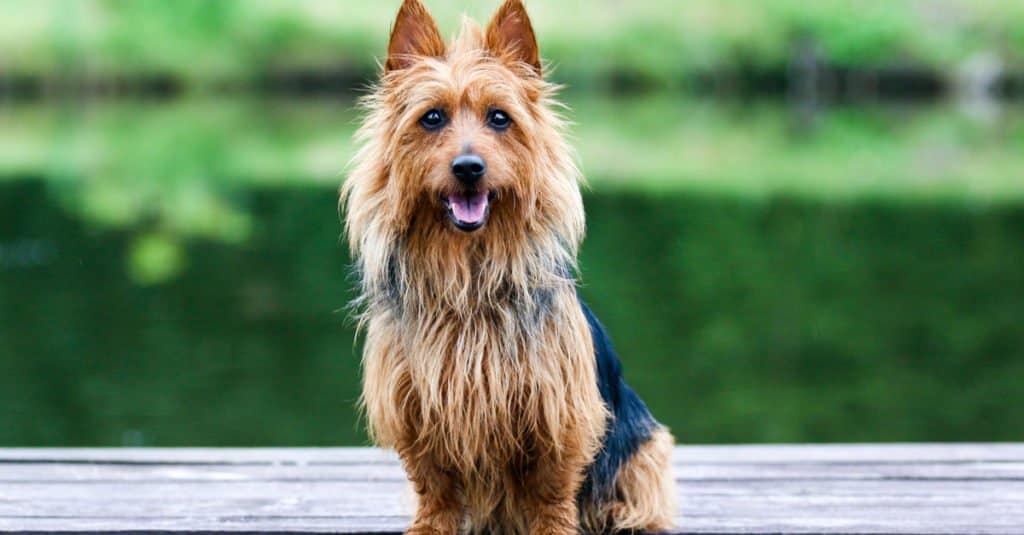 Australian Terrier sitting near a lake