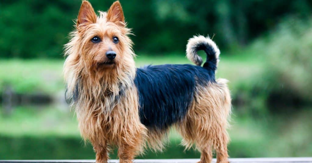 Australian Terrier standing at attention