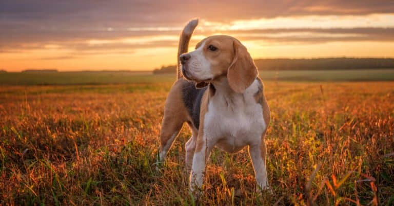 Beagle standing in a field