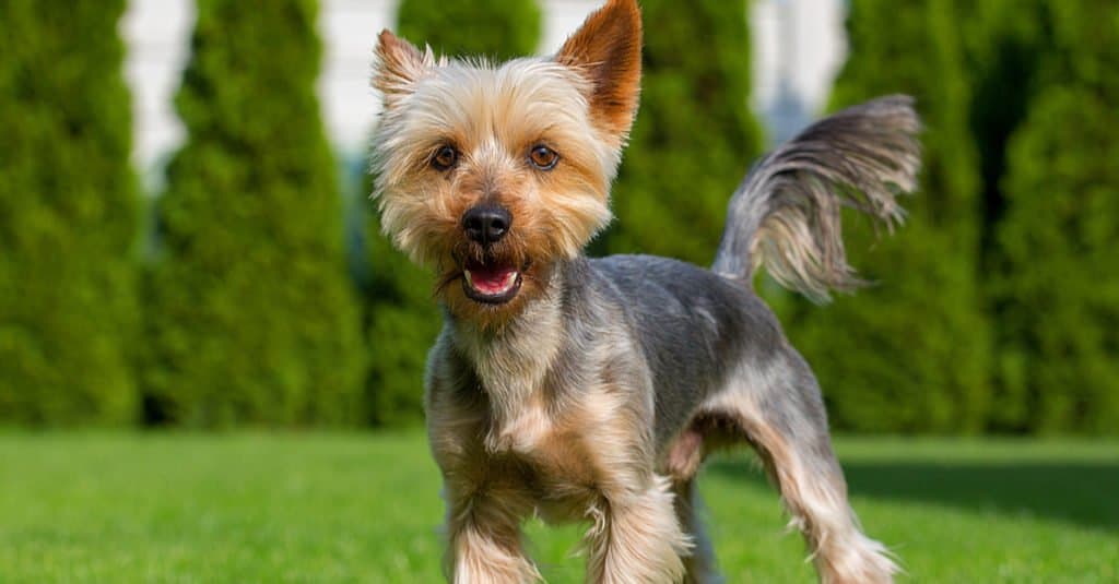 Australian Terrier puppy standing at attention