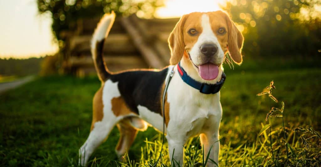 Beagle adult standing in a park
