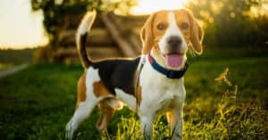 National Beagle Day 2024: Date, Origin, and Ways to Celebrate Picture