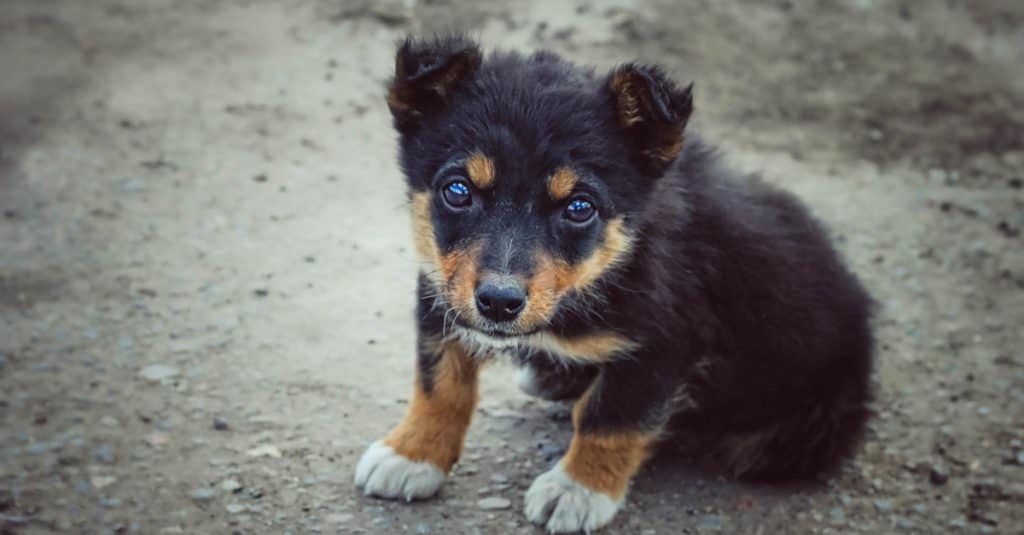 A mongrel puppy standing in the street