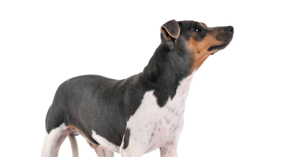 Brazilian Terrier standing against a white background