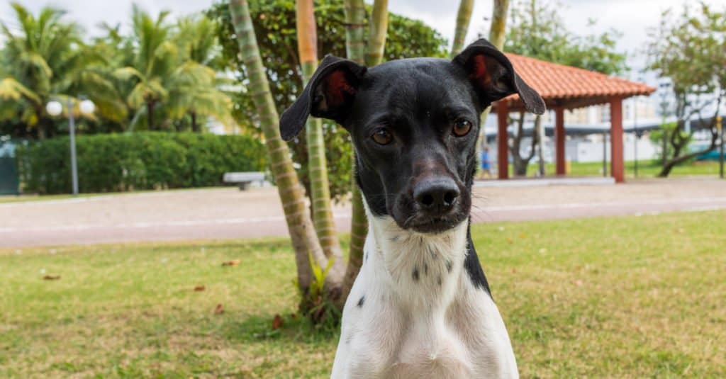 Brazilian Terrier standing in a park