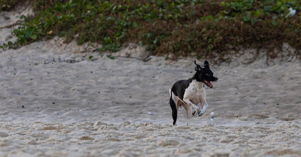 Brazilian Terrier running on the beach