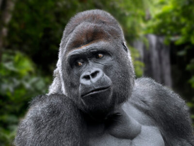 A Western Gorilla