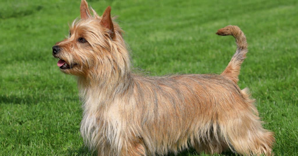 Australian Terrier standing in a park