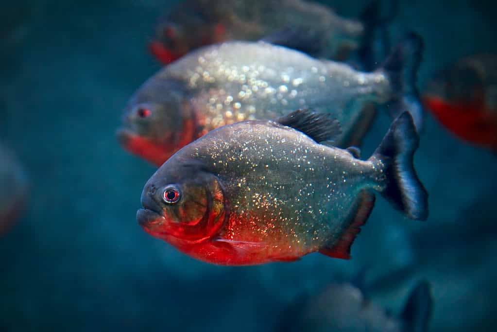 Red-bellied piranha Pygocentrus nattereri or Red piranha in their habitat.