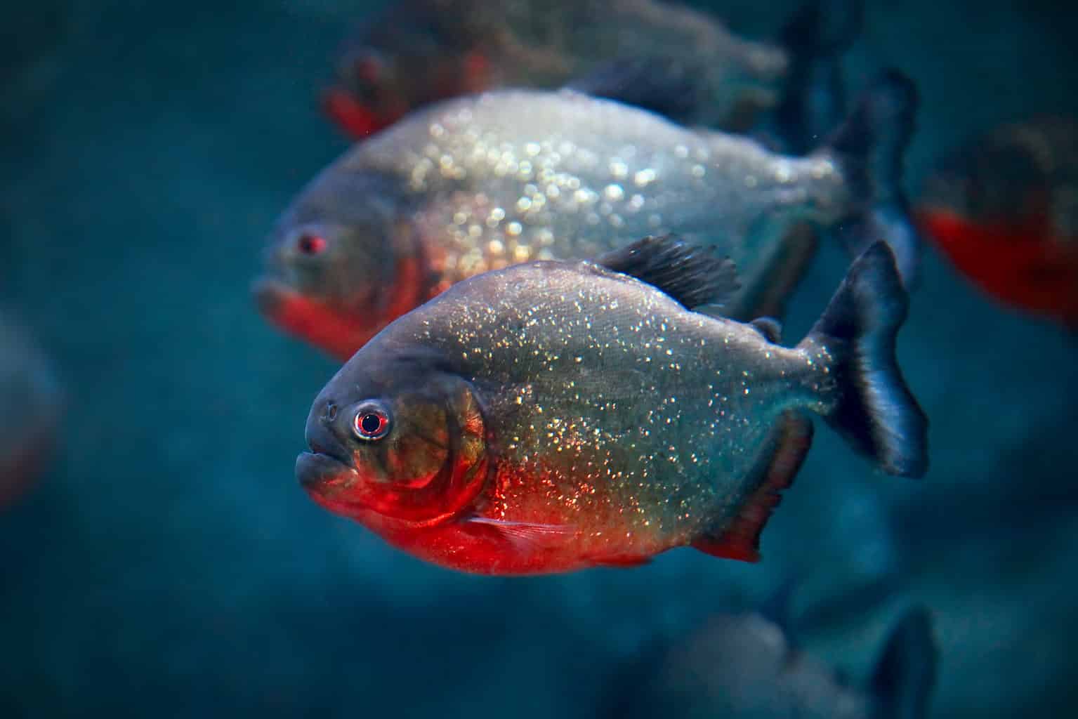 Piranha Animal Facts Serrasalmidae A Z Animals