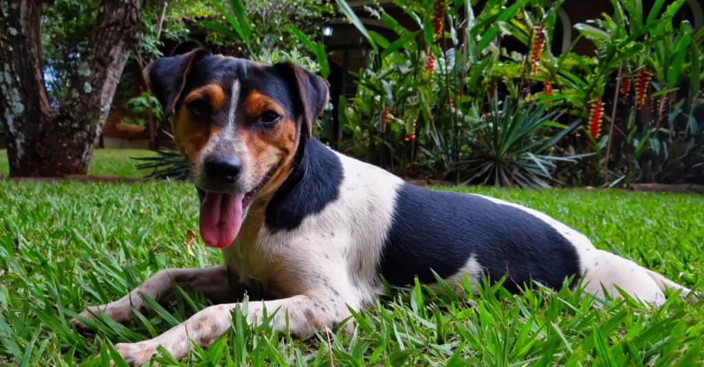 Brazilian Terrier laying in the grass