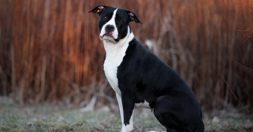 Black American Staffordshire Terrier sitting in the park