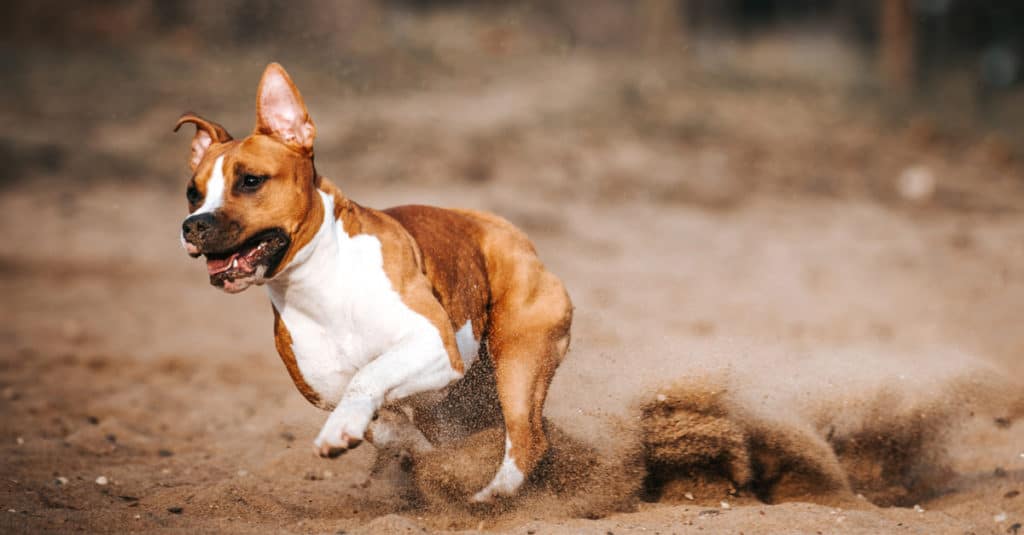 American Staffordshire Terrier running at full speed through the dirt