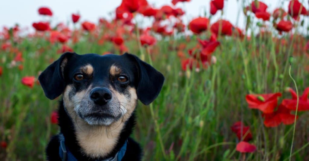 mongrel in a field of poppies