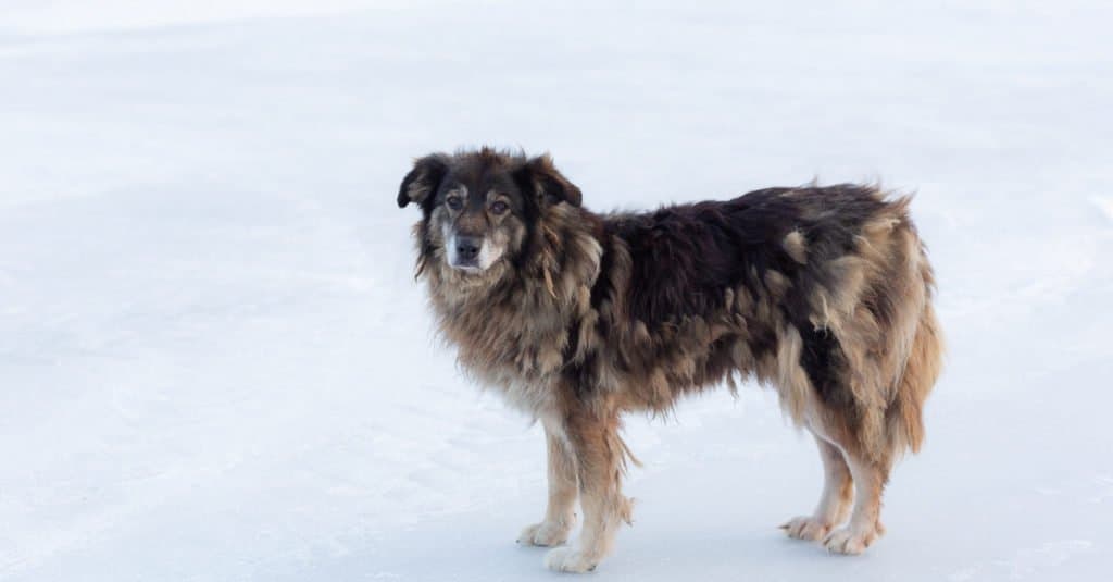 A mongrel standing in the snow