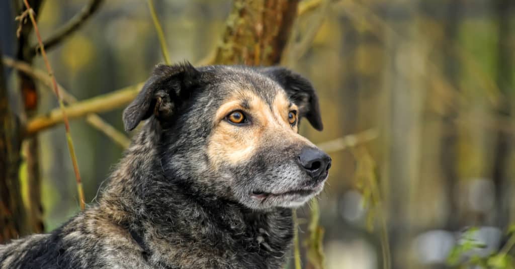 Older Mongrel Outdoors