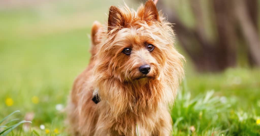 Australian Terrier in a park