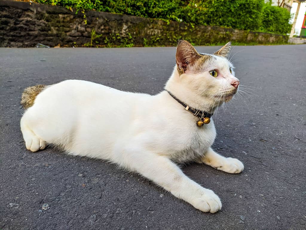 A white Javanese cat
