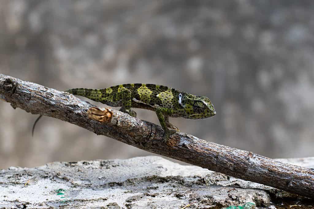 Chameleon forest dragon  Smithsonian's National Zoo and Conservation  Biology Institute