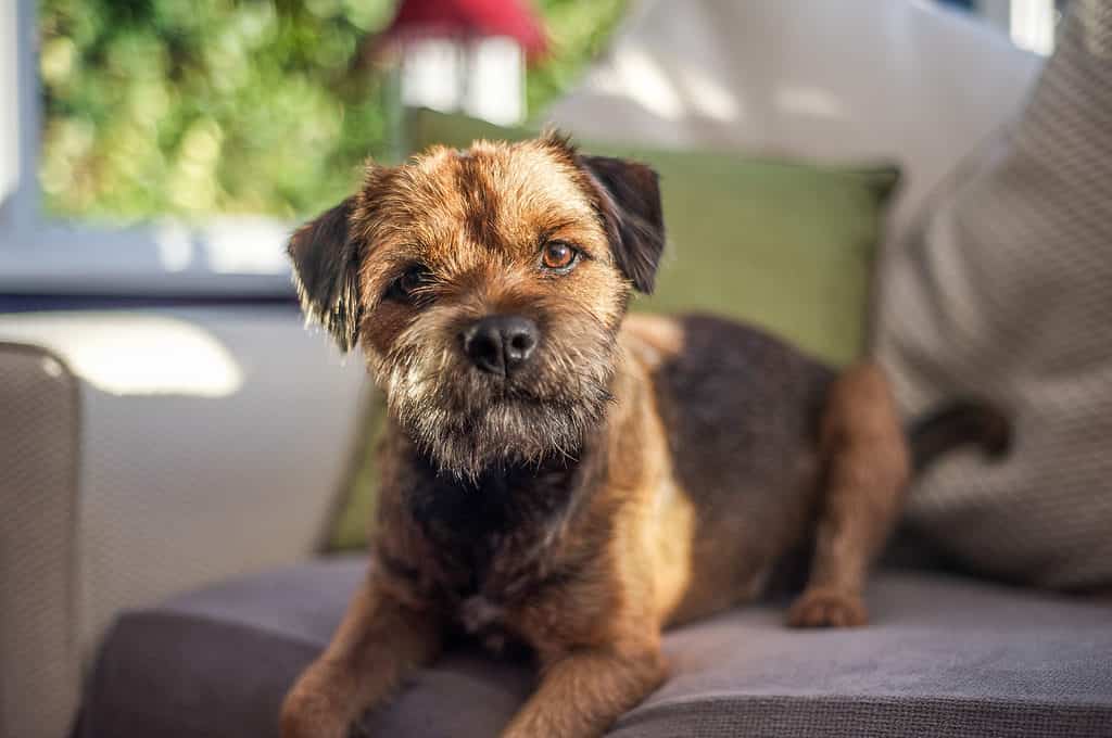 tiny brown dogs