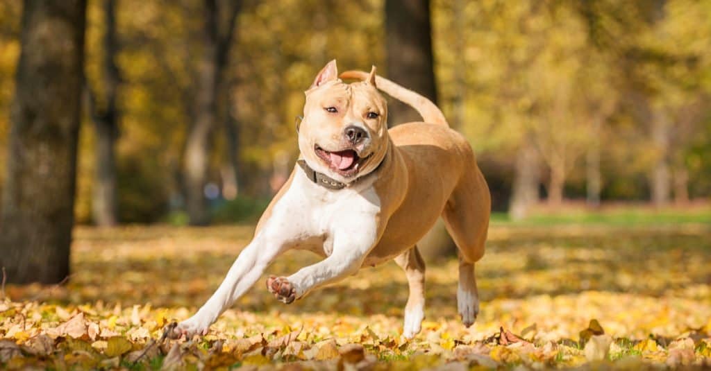American Staffordshire Terrier running through the leaves