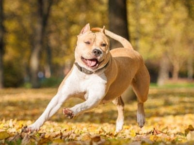 American Staffordshire Terrier Picture