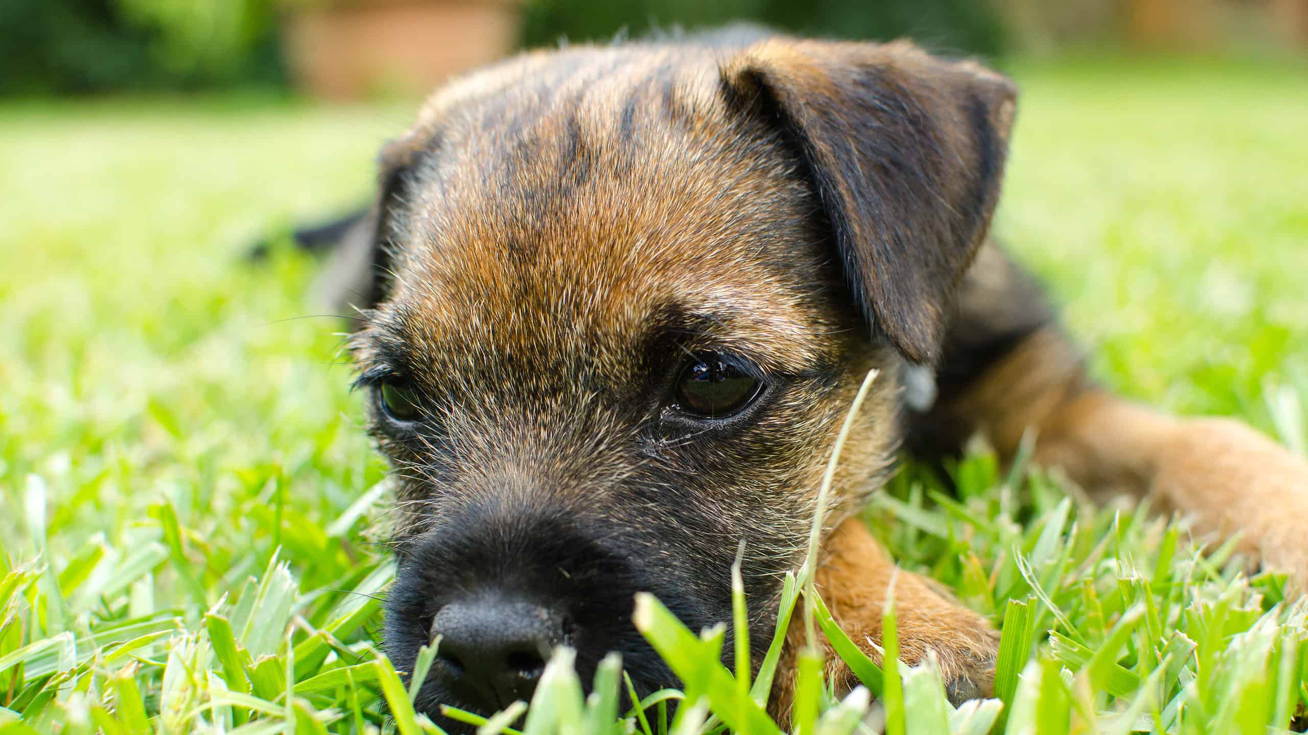 Border Terrier puppy