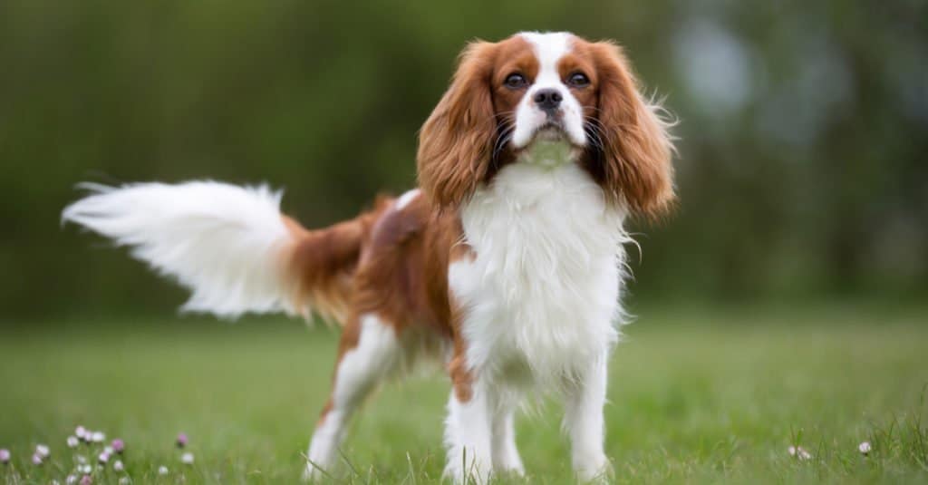 The cavalier King Charles spaniel can keep up with active families