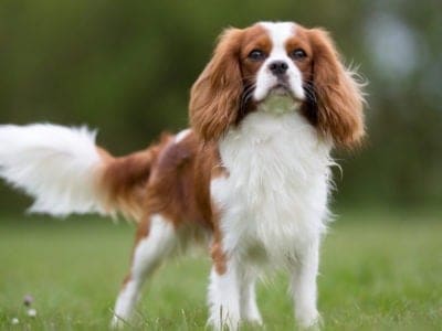 Cavalier King Charles Spaniel Picture