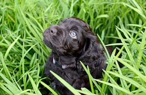 Boykin Spaniel Colors: Rarest to Most Common Picture
