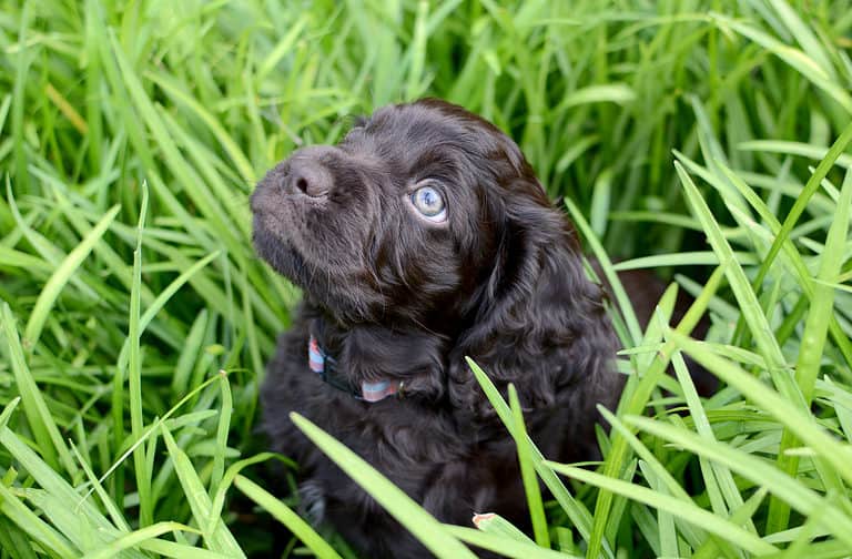 boykin spaniel puppy