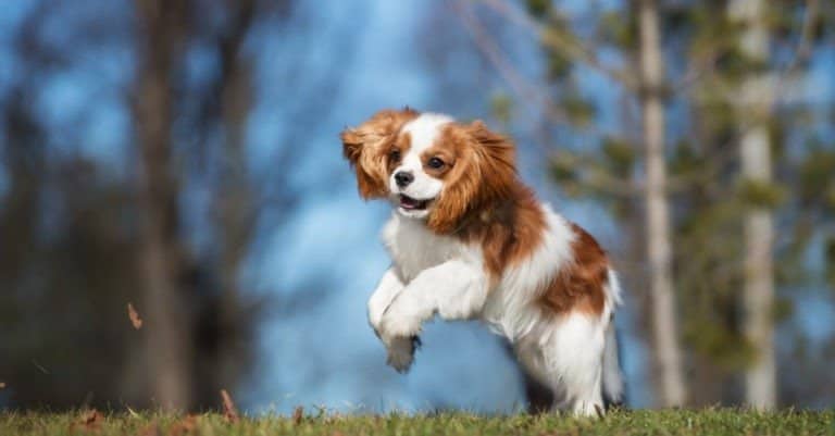 Cavalier King Charles Spaniel playing in the grass