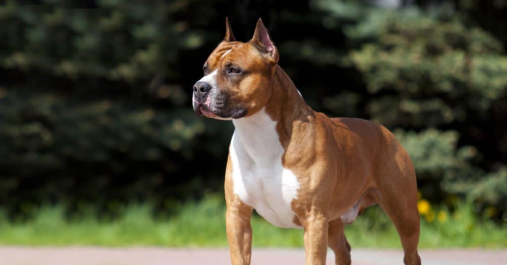 American Staffordshire Terrier standing in the grass